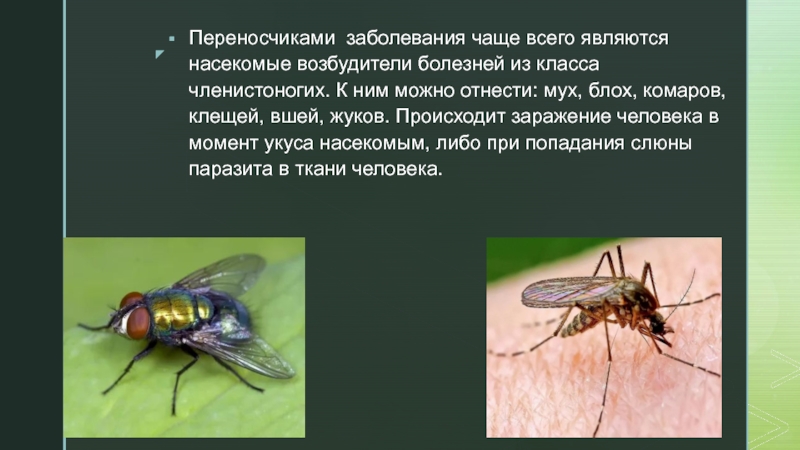 Чем опасны мухи: перечень распространяемых заболеваний