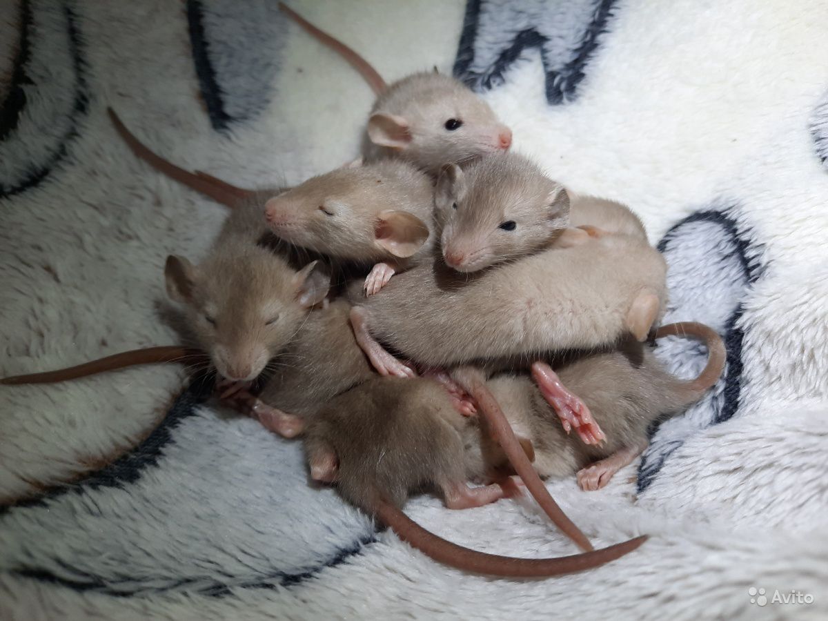 Декоративные крысы — виды, советы по выбору, особенности ухода и содержания в домашних условиях