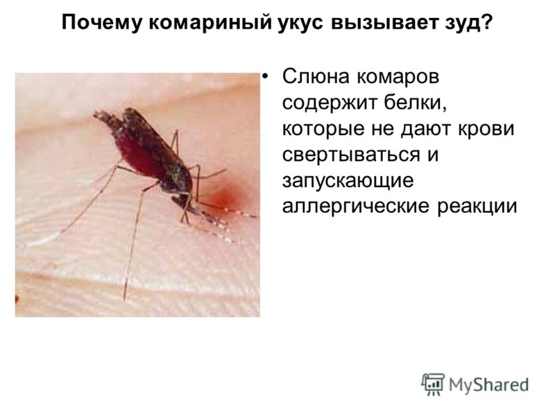 Почему комары пьют кровь: что делают комары с кровью?