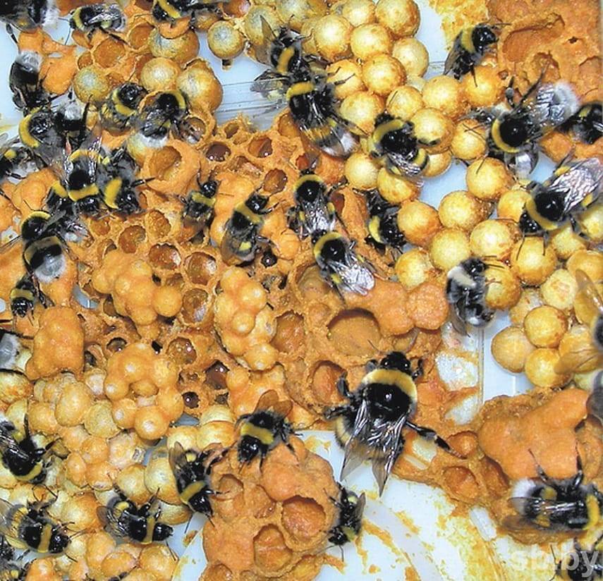 Шмелиный мед: существует? как его добывают и чем отличается от пчелиного