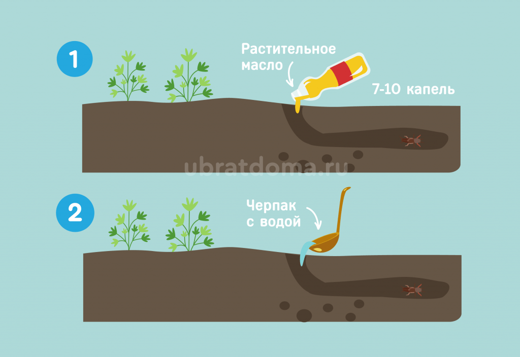 Как поймать медведку в огороде: ловушки и приманки
