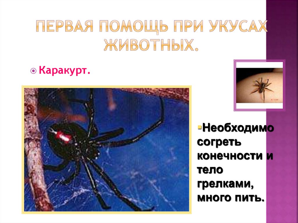 Как вылечить укус паука - wikihow