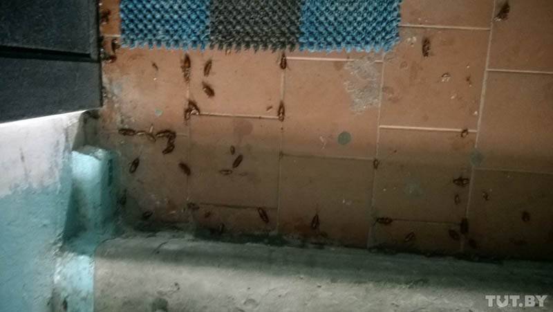 От соседей бегут тараканы: что делать и куда жаловаться