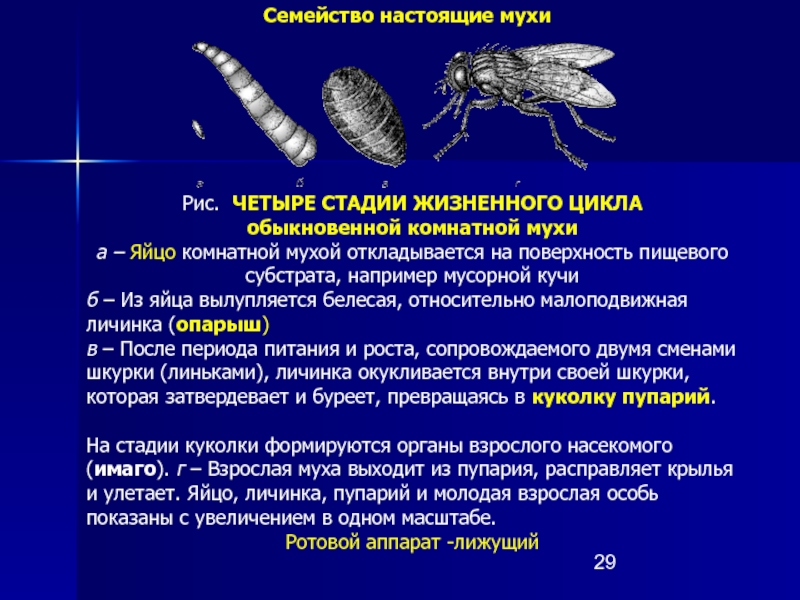 ᐉ виды мух, сколько они живут, как выглядят, чем питаются, где обитают и как с ними бороться - zoovet24.ru
