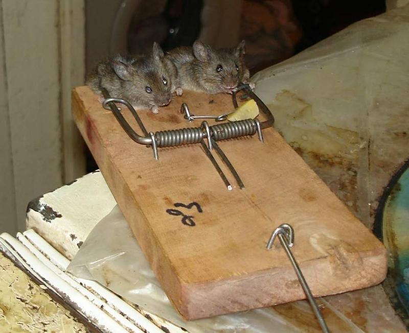 Средство от мышей в доме, как сделать чтобы они ушли навсегда?