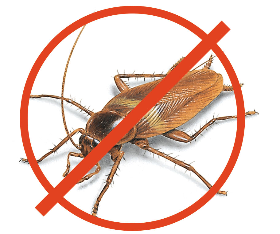 Уничтожение тараканов в москве