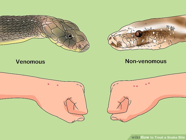 Симптомы укусов змей