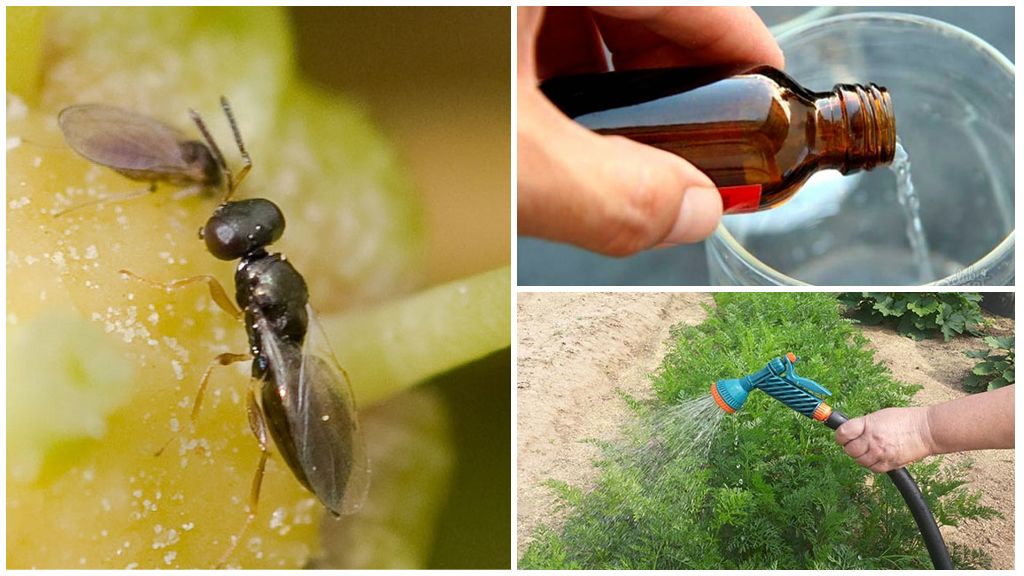 Морковная муха: как с ней бороться народными средствами на грядке?