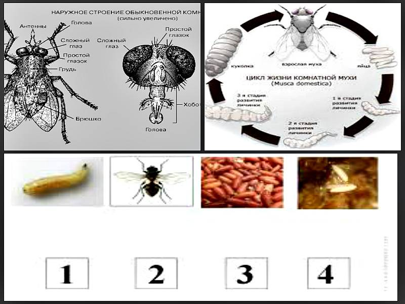 Муха дрозофила или плодовая мушка: сколько живут и где, цикл развития