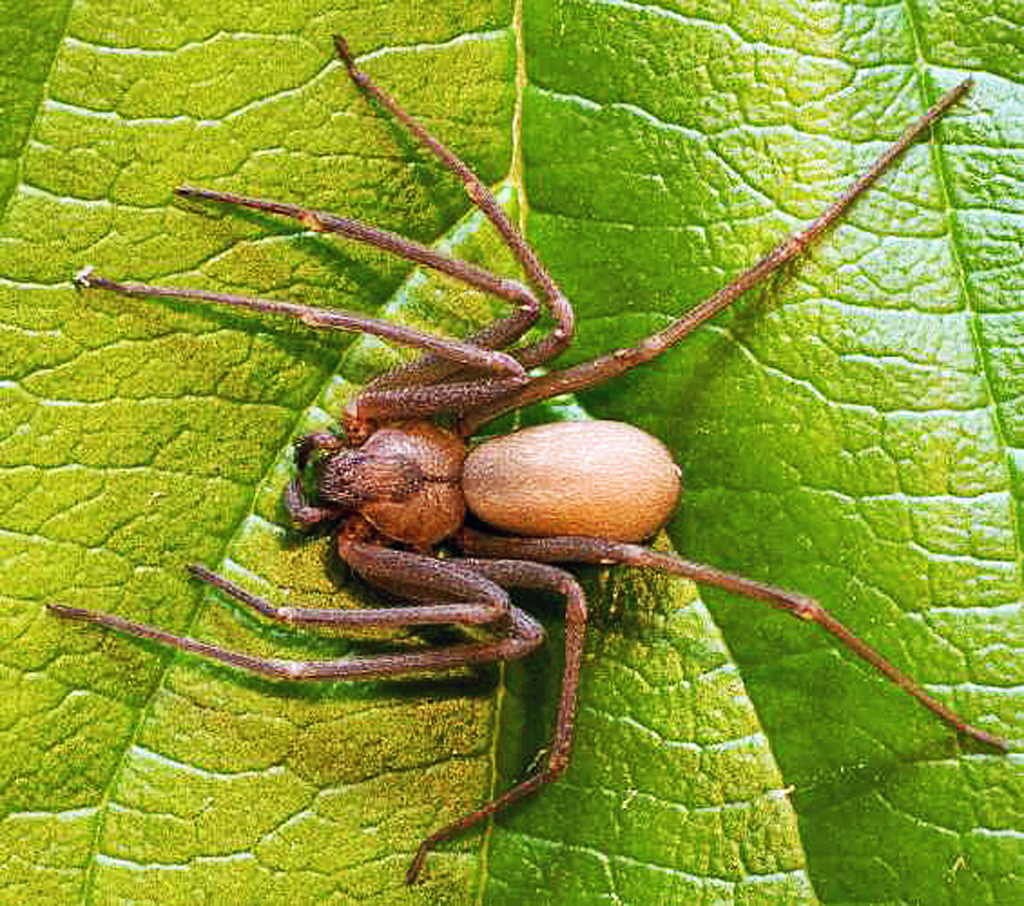 Топ-10 самых опасных ядовитых пауков в мире