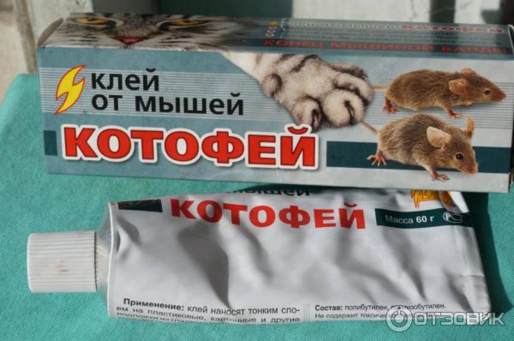 Как поймать мышь в доме и квартире без мышеловки: ловушка из пластиковой бутылки, ведра и клея