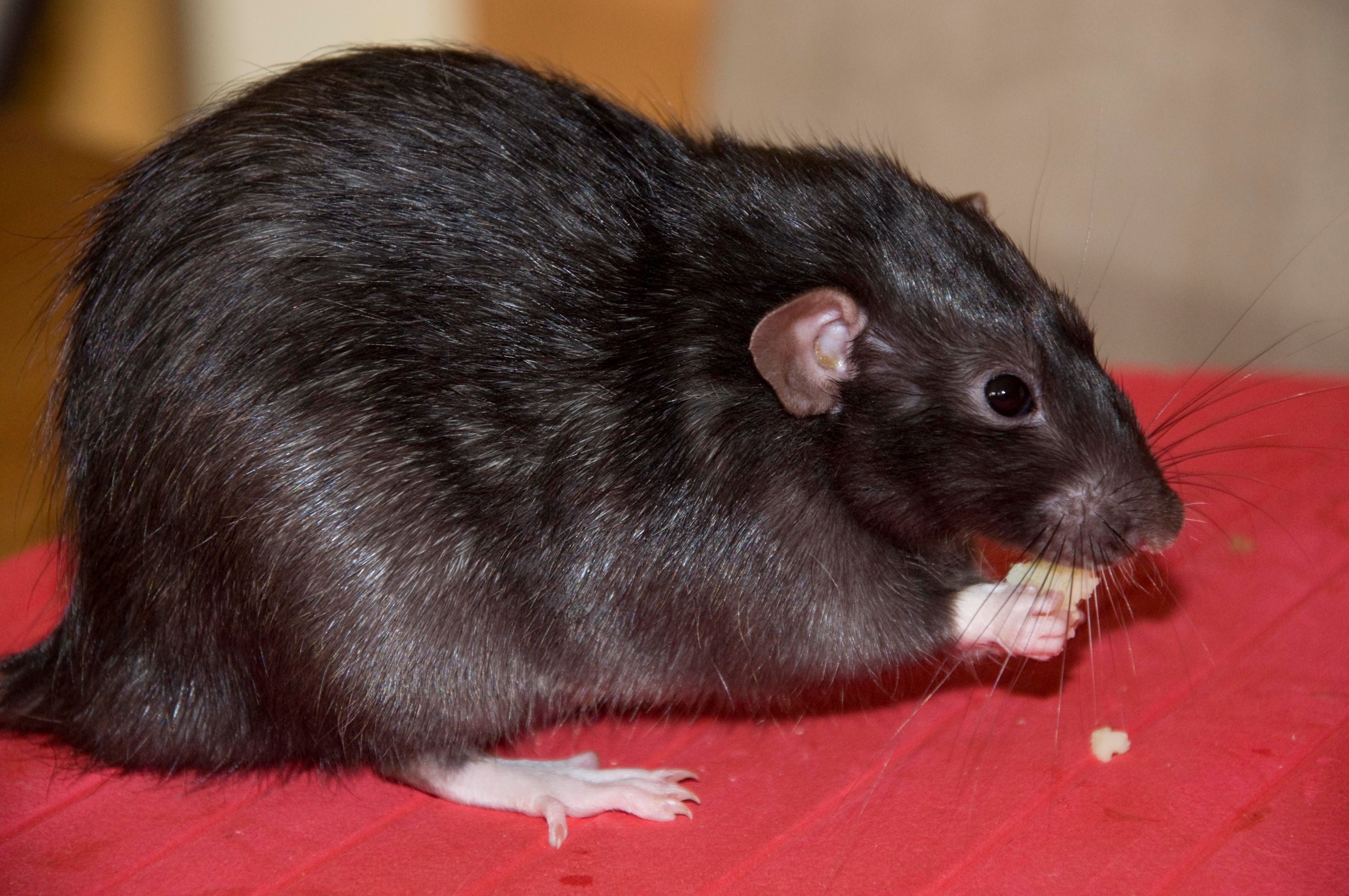 Виды крыс - фото и описание разновидностей