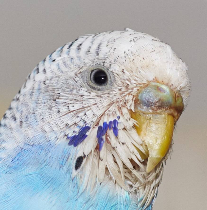Блохи у попугаев - как определить и что делать