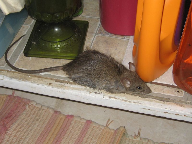 Как поймать крысу в доме