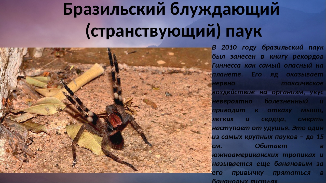 Самые опасные ядовитые пауки в мире