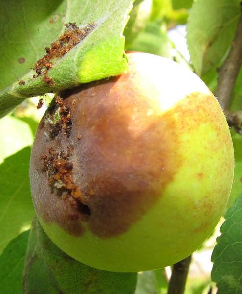 Узнаем, чем обработать яблони от червей в яблоках. советы профессионалов