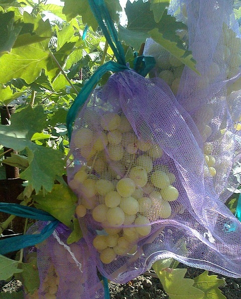 Как уберечь виноград от ос: доступные способы
