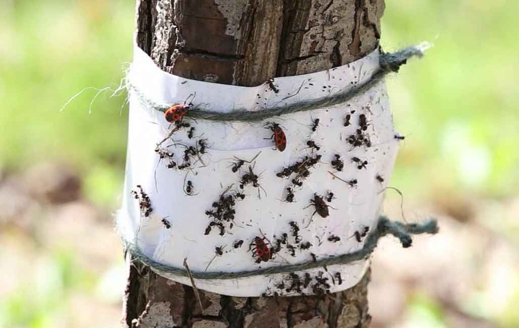 Как сделать ловчий пояс от муравьев самостоятельно