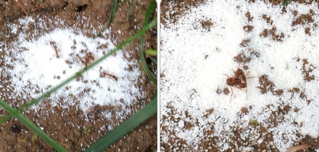 Как избавиться от муравьев в теплице навсегда, откуда они там берутся, какой вред наносят