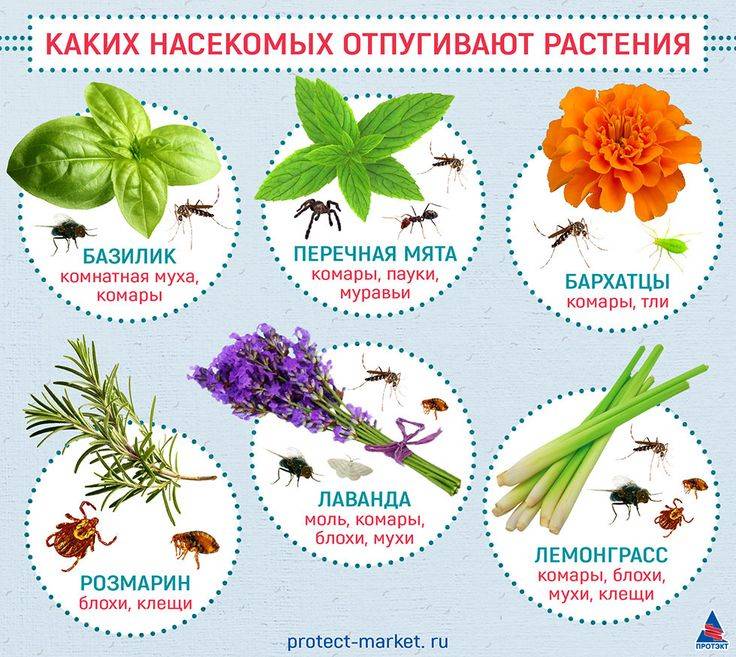 15 растений, которые прогонят комаров с участка