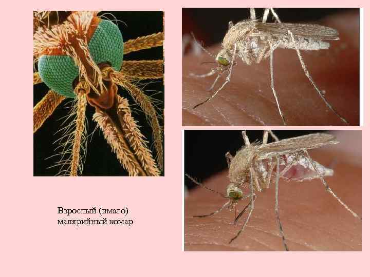 Анофелес или малярийный комар: фото, опасность для человека и как избавиться от насекомого