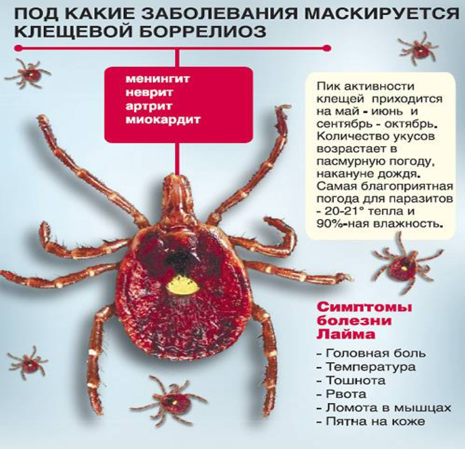 Клинические рекомендации (протокол лечения) оказания медицинской помощи детям больным болезнью лайма
