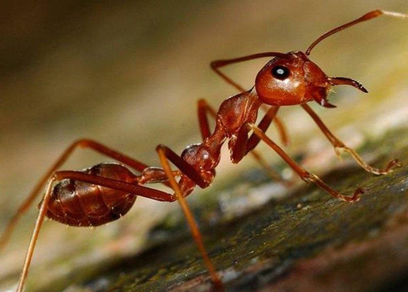 Летающие муравьи в доме - как избавиться и какие средства использовать
