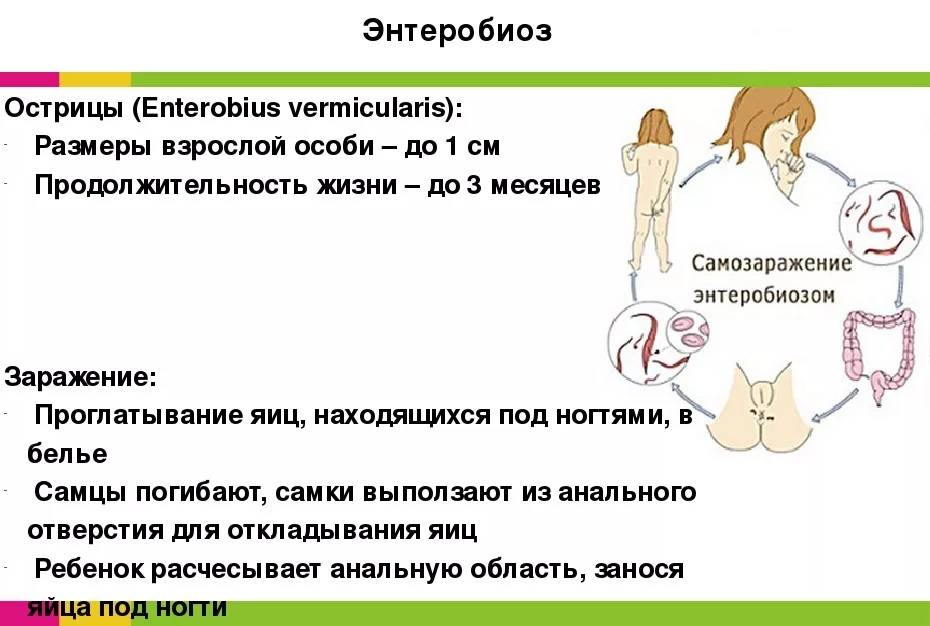 Энтеробиоз (острицы). информация для пациентов