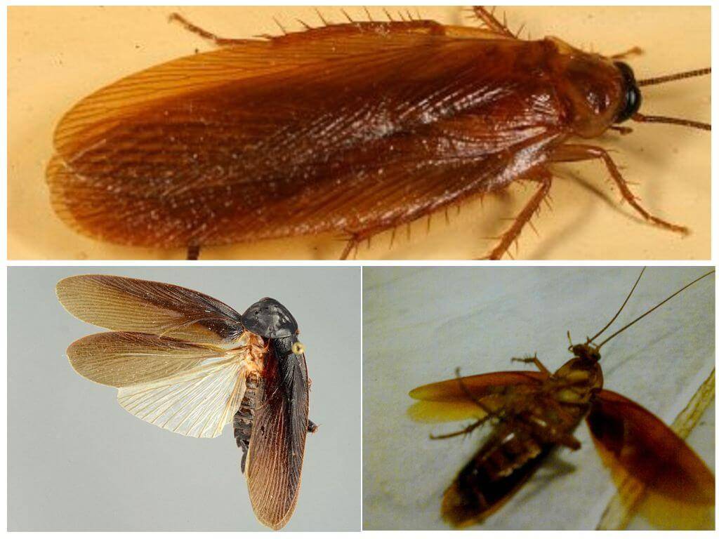 Существуют ли летающие тараканы в домах и как с ними бороться