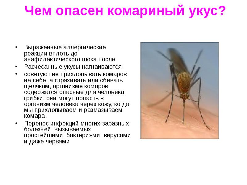 Зачем нужны комары, какая от них польза