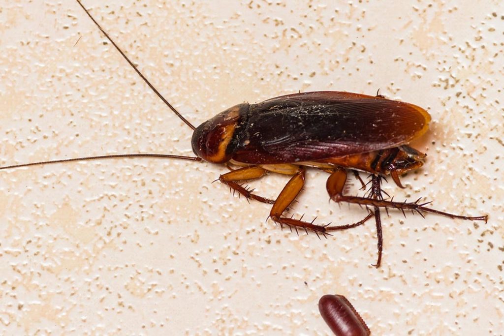 Без еды, воды и головы: сколько живут тараканы?