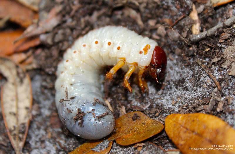 Как избавиться от личинок майского жука на участке
как избавиться от личинок майского жука на участке