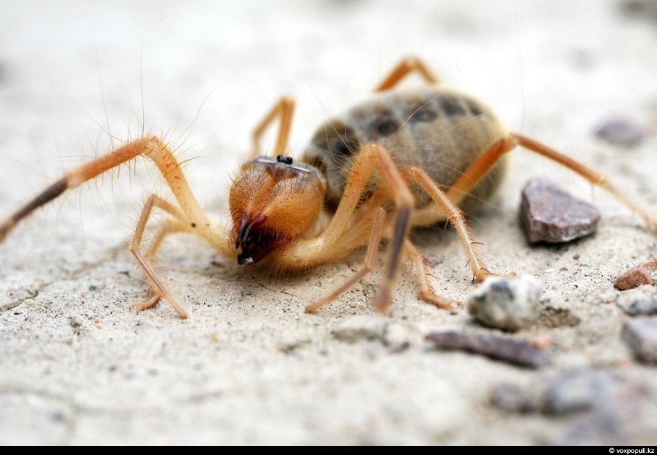 Ядовитые пауки в Казахстане: 4 вида, которых лучше обойти стороной