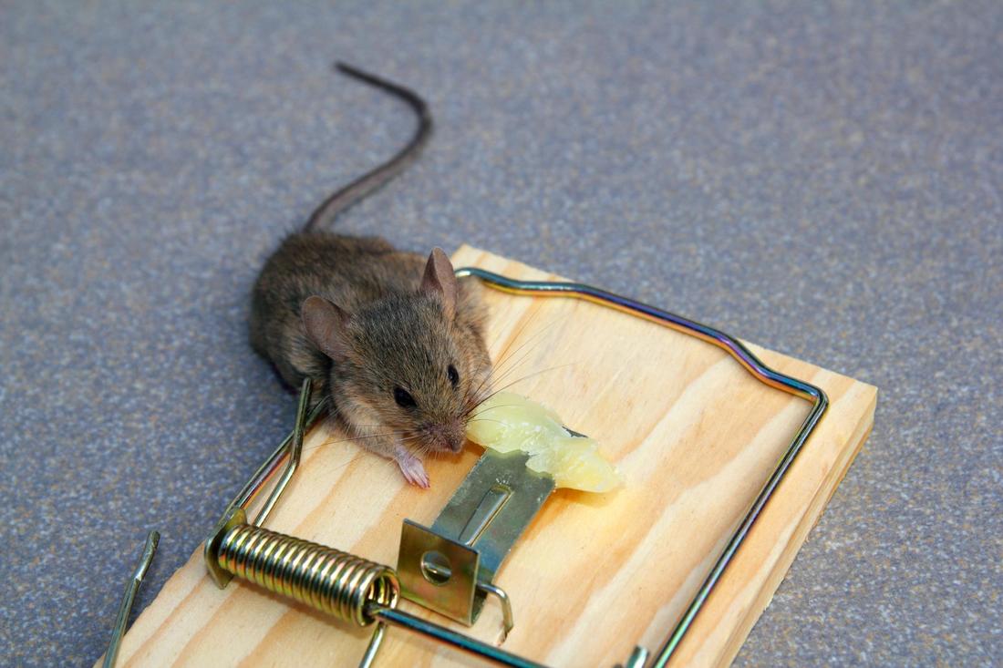 Как избавиться от мышей в жилище, погребе, на огороде или в автомобиле