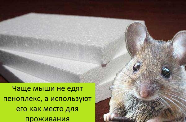 Едят ли мыши пенопласт и что с этим делать?
