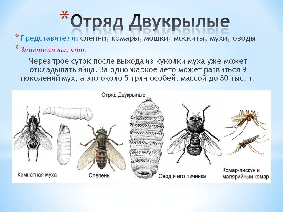 Строение мухи: вес, количество лап, крылья и прочее