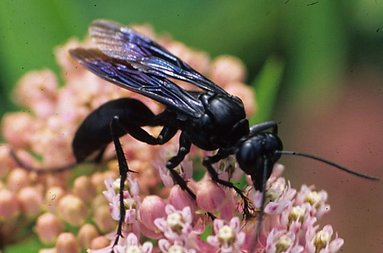 Черная оса: место обитания, вред и польза, опасны ли чёрные осы для человека. черные осы — чем опасны и как от них избавиться?