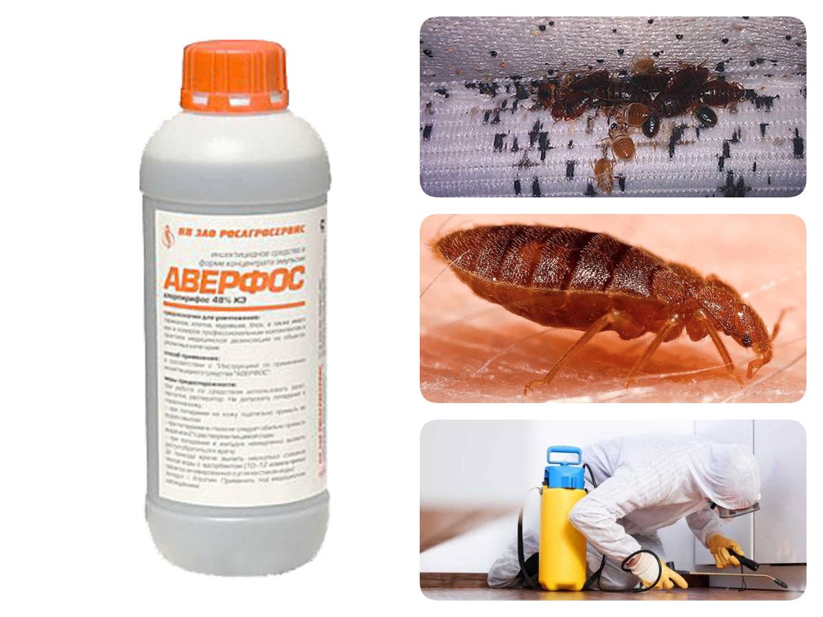 Народные средства от клопов: что точно поможет, как вывести насекомых в домашних условиях быстро