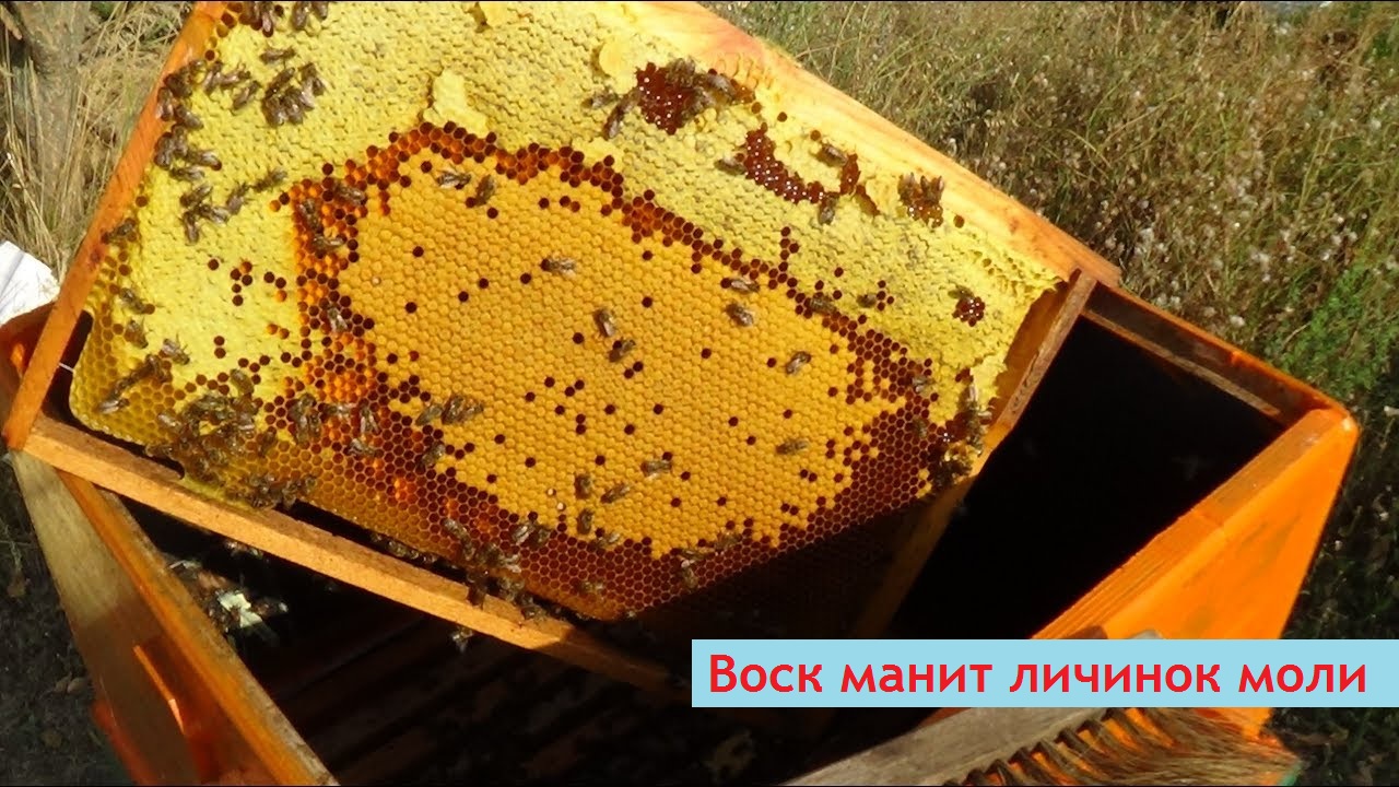 Восковая моль: что это такое, фото, какой вред наносит пчелиным семьям, как с ней бороться в ульях и сотохранилищах русский фермер