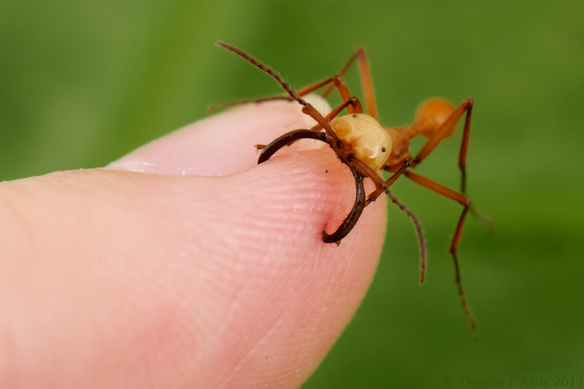 Самые большие муравьи в мире. фото, размеры, название, где обитают, видео