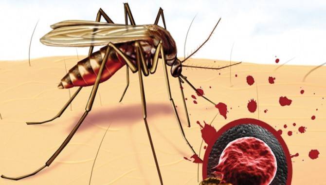 Что будет, если укусит малярийный комар?