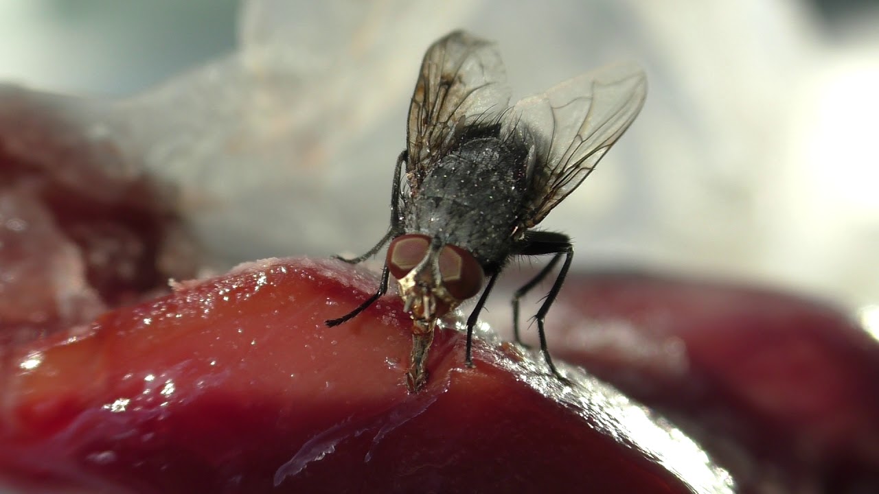 Любитель трупов — серая мясная муха