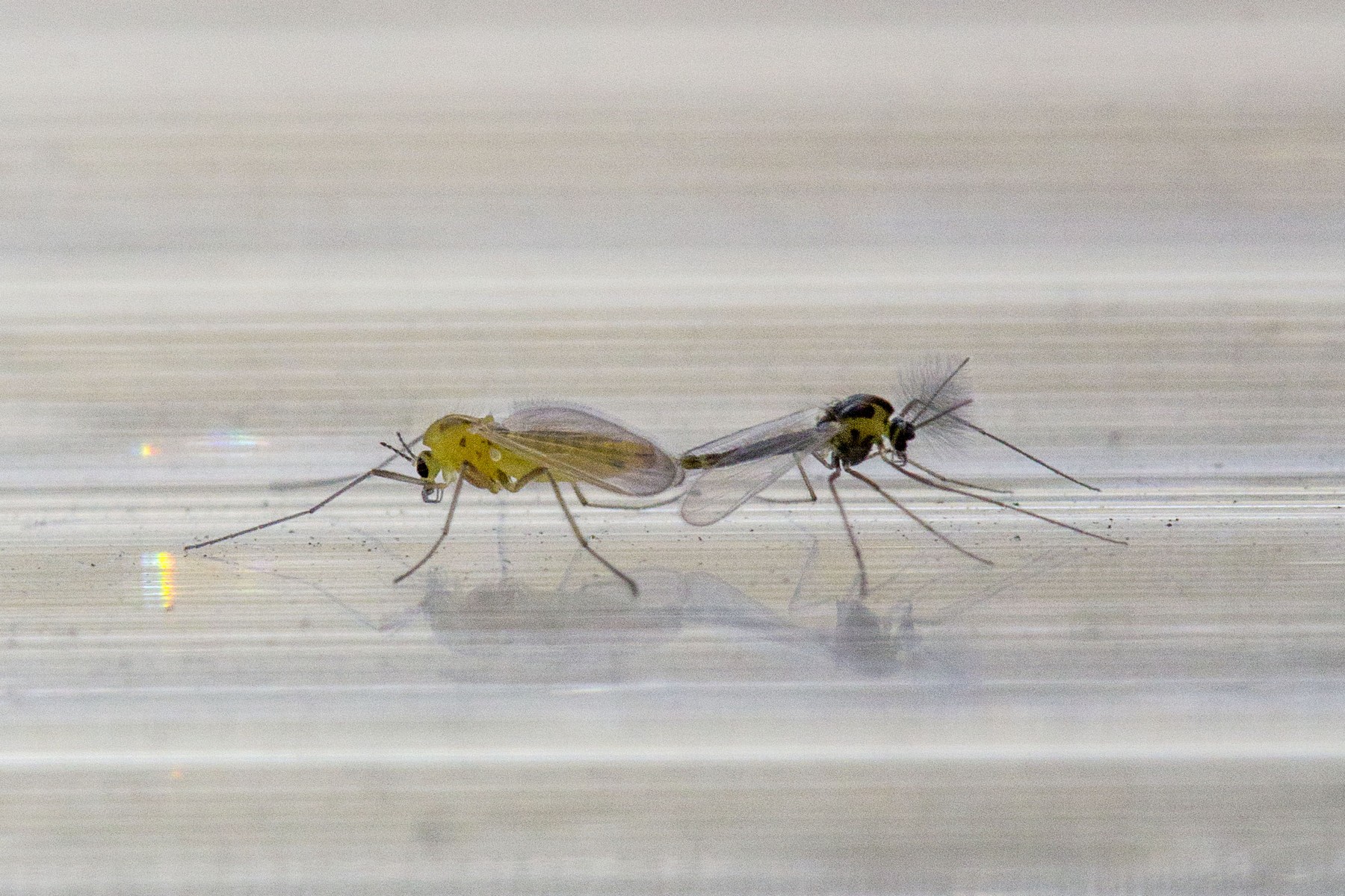 Сколько могут жить комары, как размножаются и чем питаются?