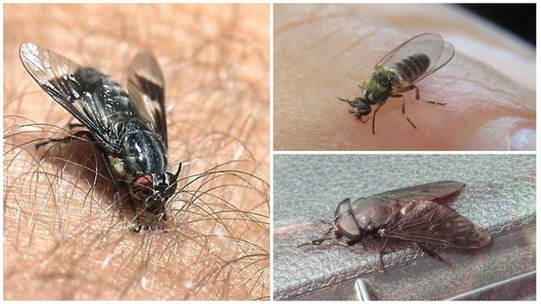 Почему мухи кусаются, особенно, в конце лета?