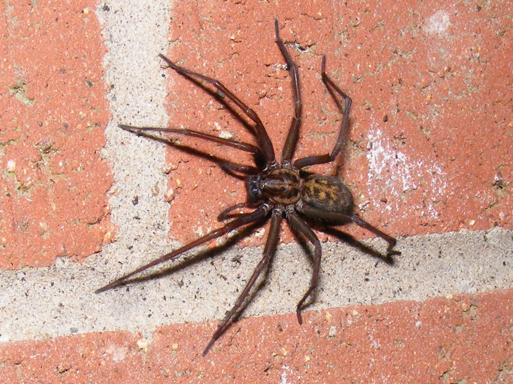 Черная вдова паук. образ жизни и среда обитания черной вдовы