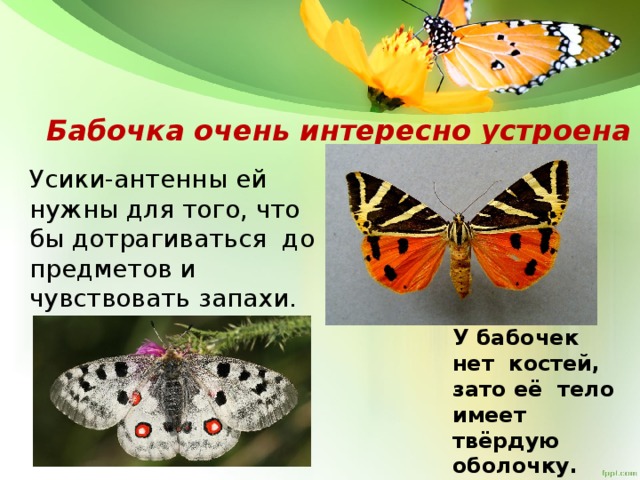 Бабочки по фен-шуй - виды талисмана, расположение в доме, запреты
