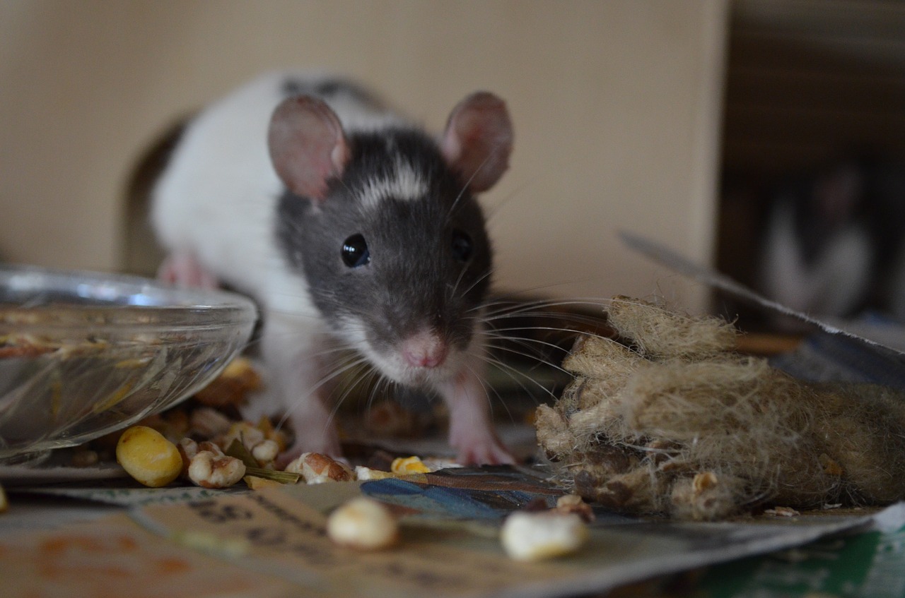 Как грамотно составить рацион для декоративной крысы