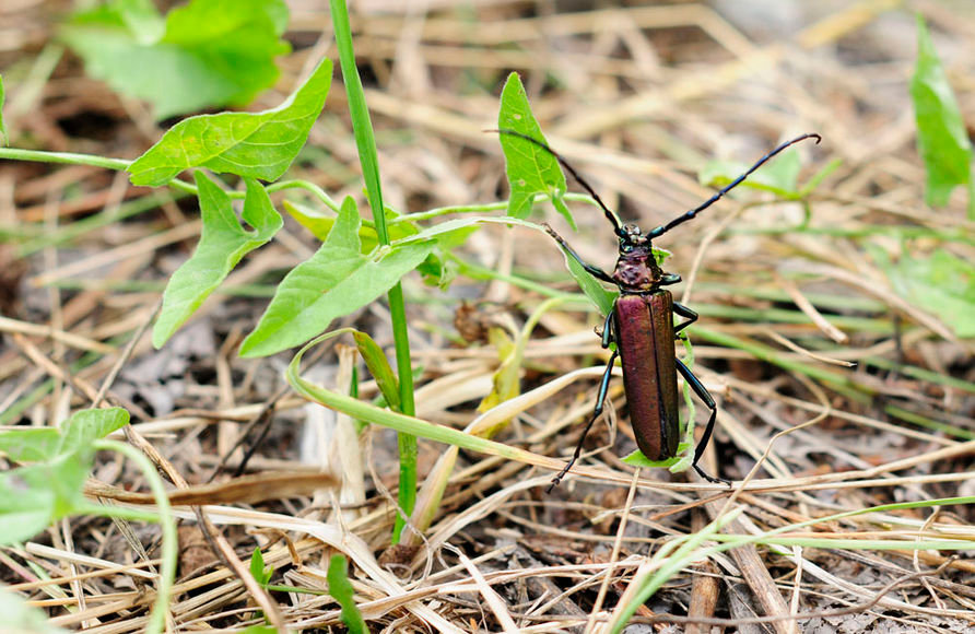 Усач мускусный – жук с изменчивой окраской и специфическим запахом
