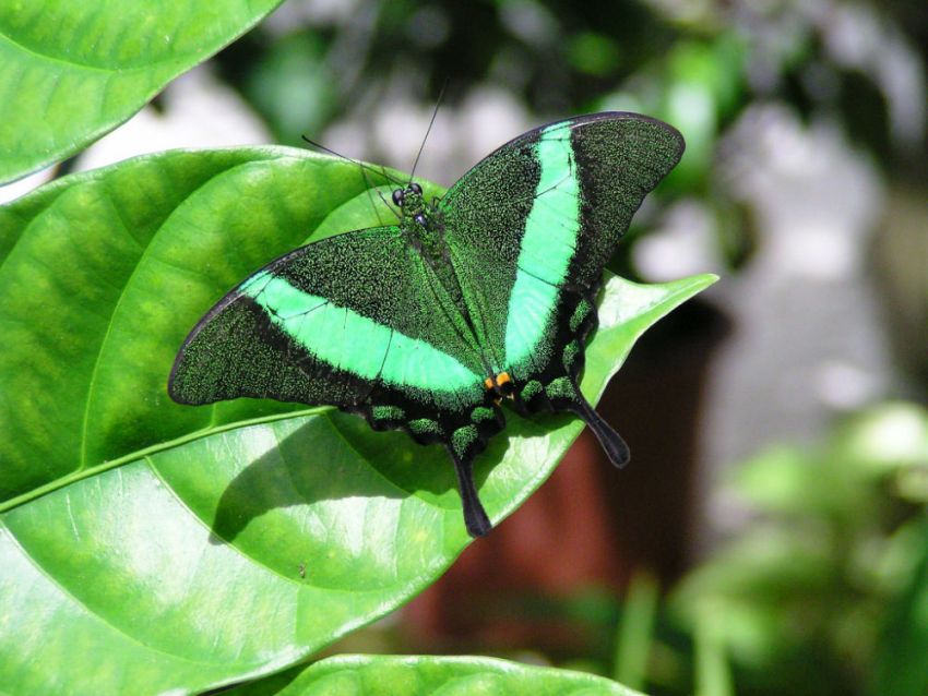 Радужные крылья: какие бабочки самые красивые?