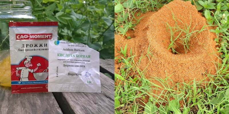 Манка от муравьев на огороде: избавляемся от вредителей народными средствами